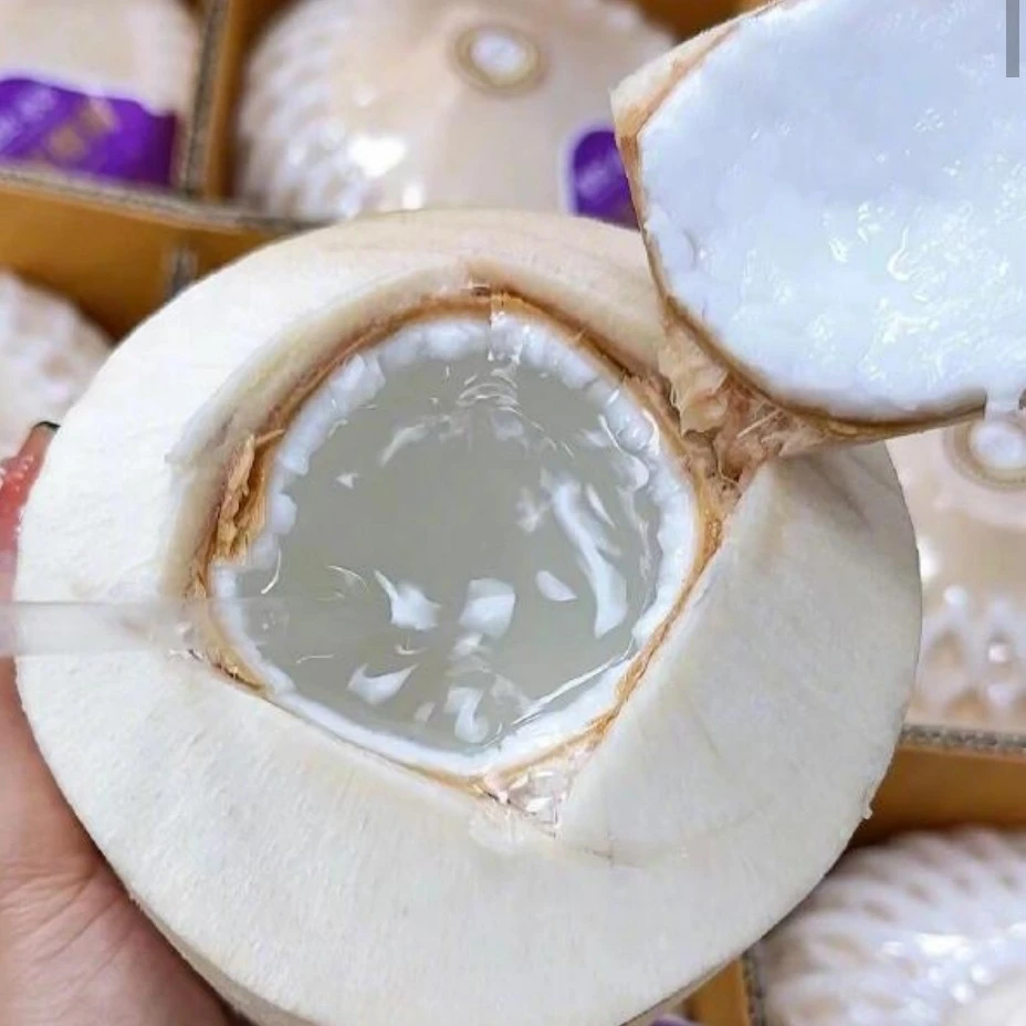 香水椰子1个椰青清凉解渴