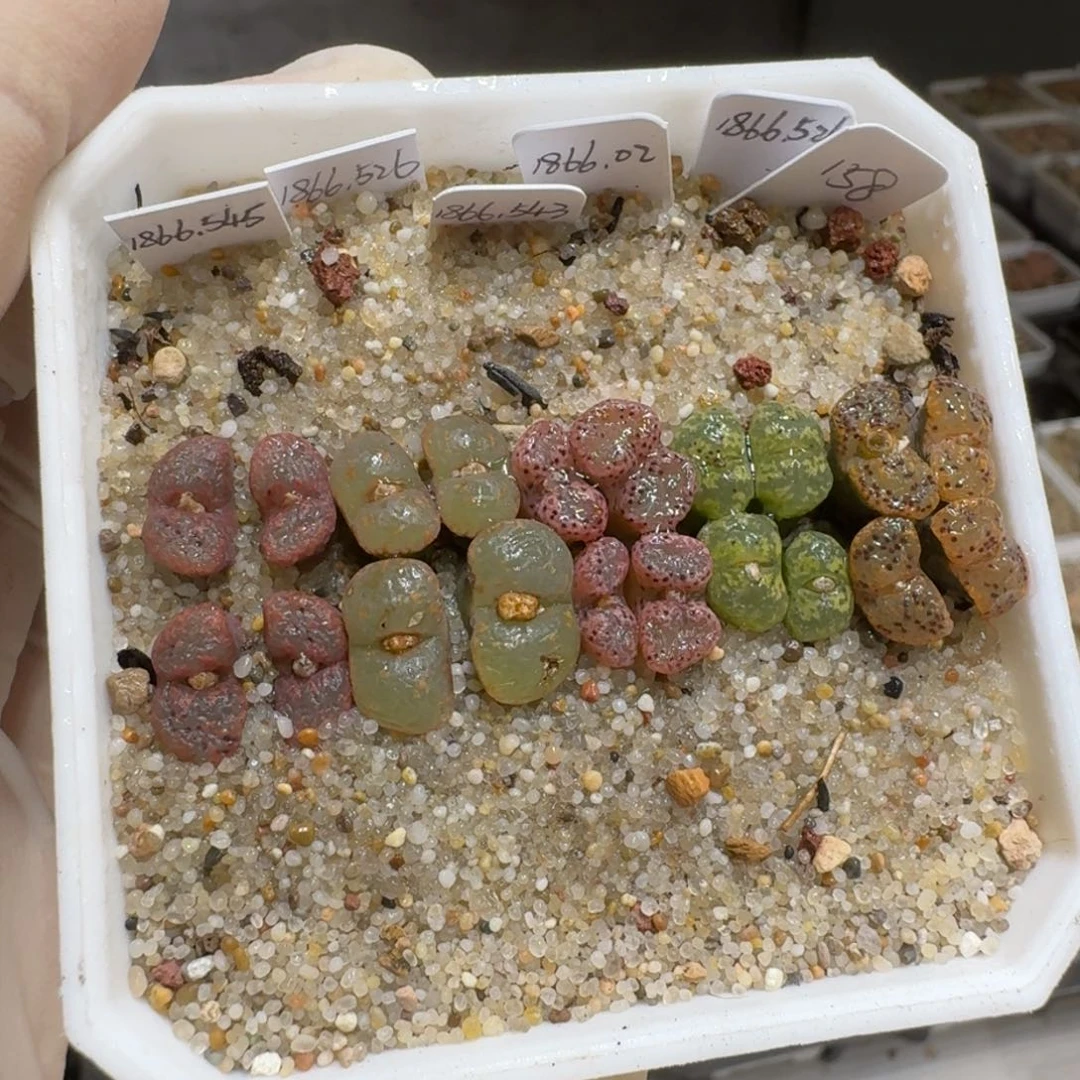 哈*八0203-47肉锥肉锥肉锥