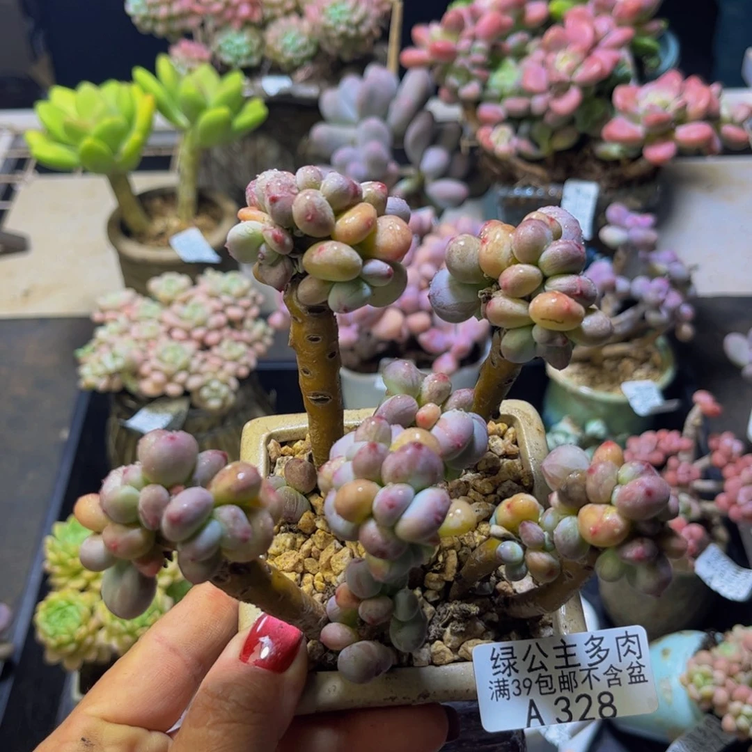 苹果奶酪328/10cm多肉