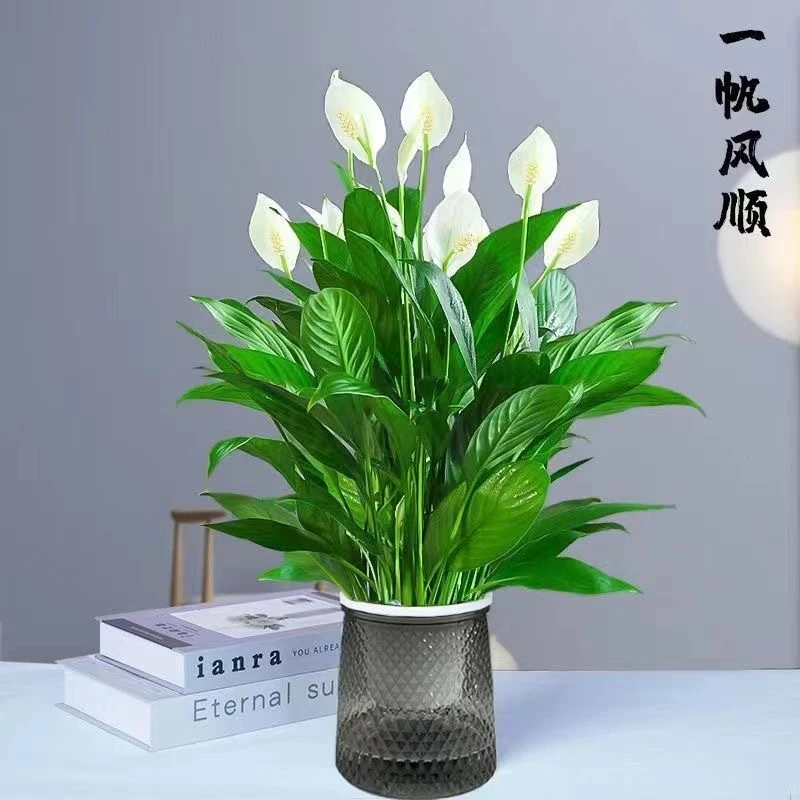 白掌盆栽一帆风顺水培开花白掌植物室内绿植花卉好养四季常青