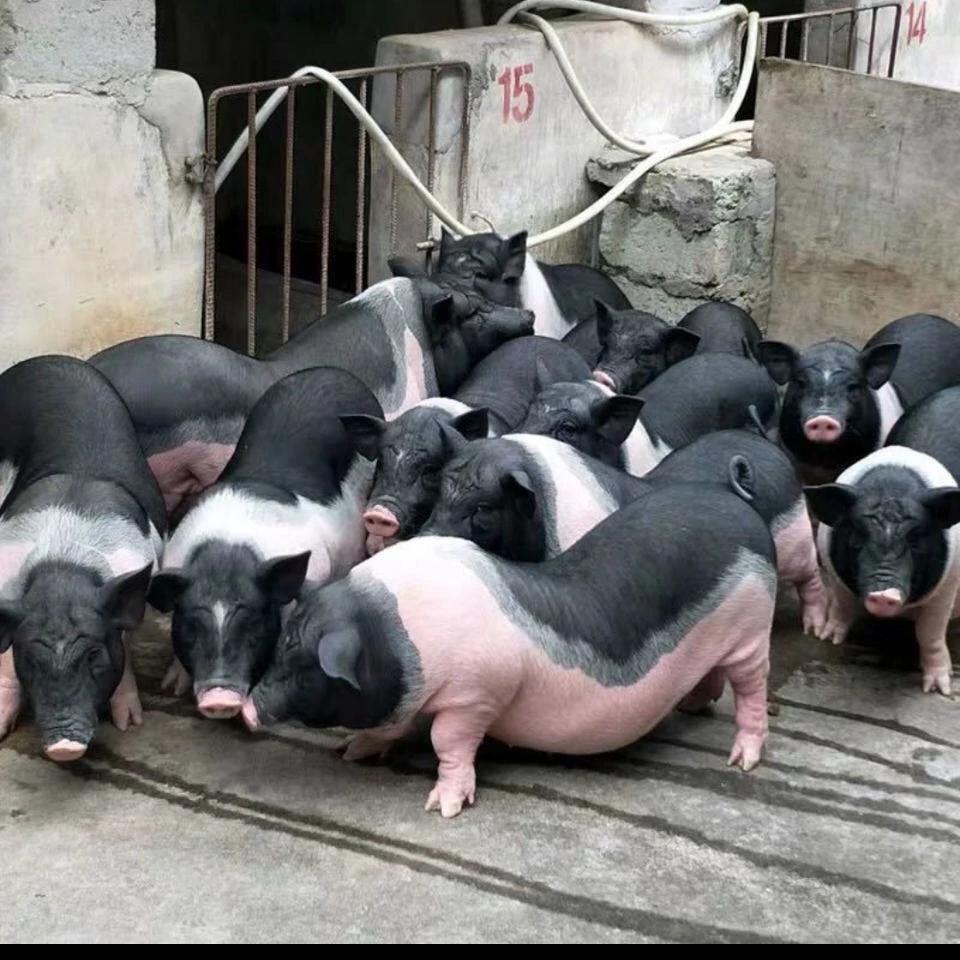 【兵支书推荐】农家散养香猪整头（不包邮）