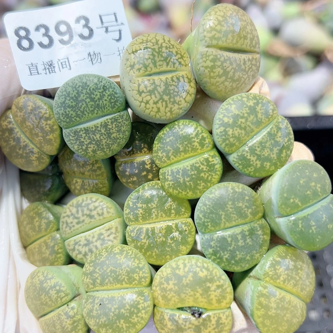 8397 好养易活生石花大母本16个