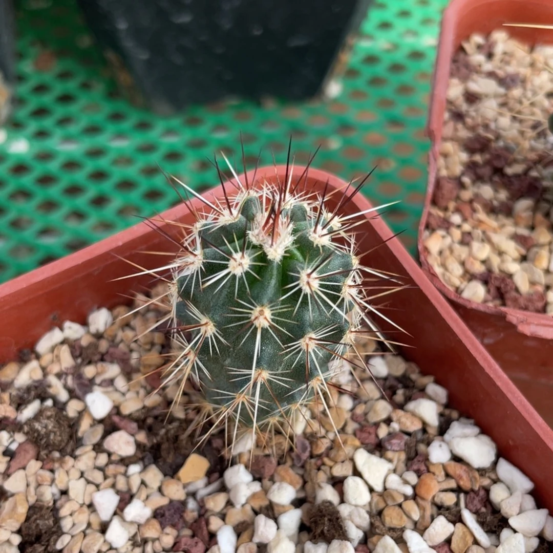 鹿角柱实生仙人球司虾