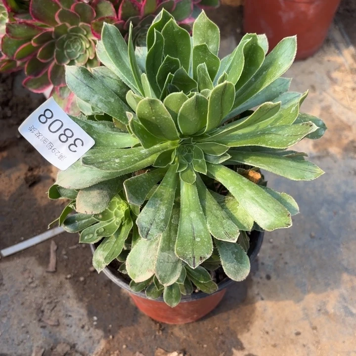 原始绿法师多肉3808