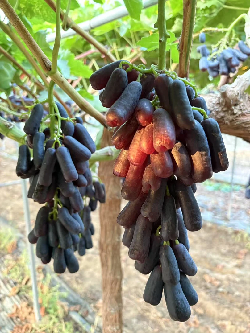 【顺丰】河南蓝宝石葡萄鲜果无籽黑提子新鲜脆甜美人金手指箱装