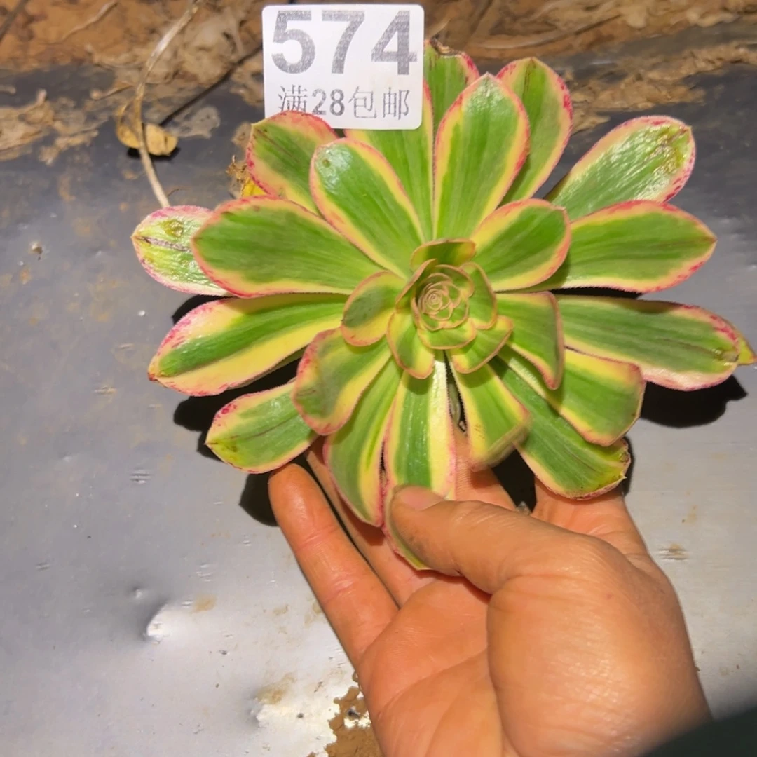 快***猬多肉植物574无售后