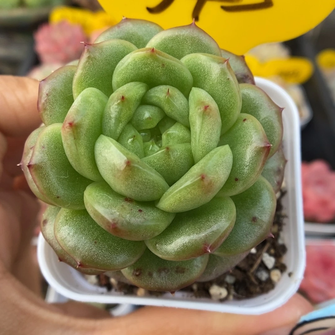 灯泡珍妮可拍345号