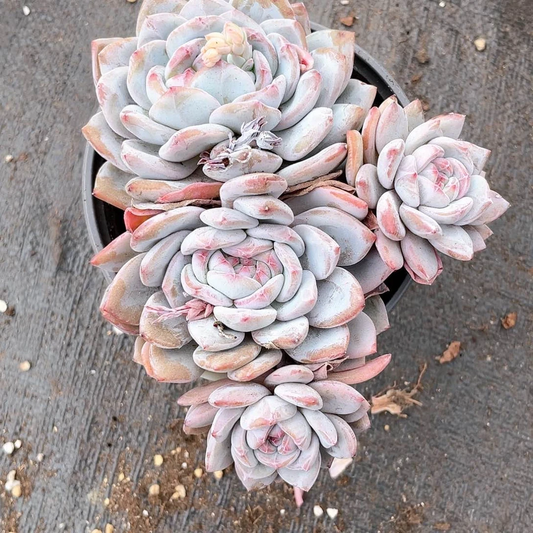 长桩星影无砍多肉植物