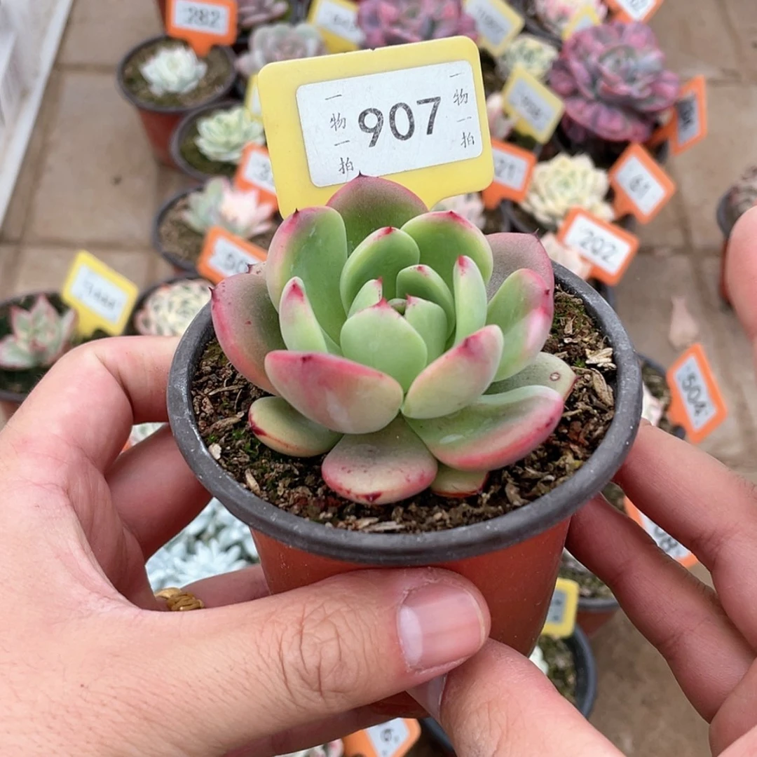 【闪购商品】907号