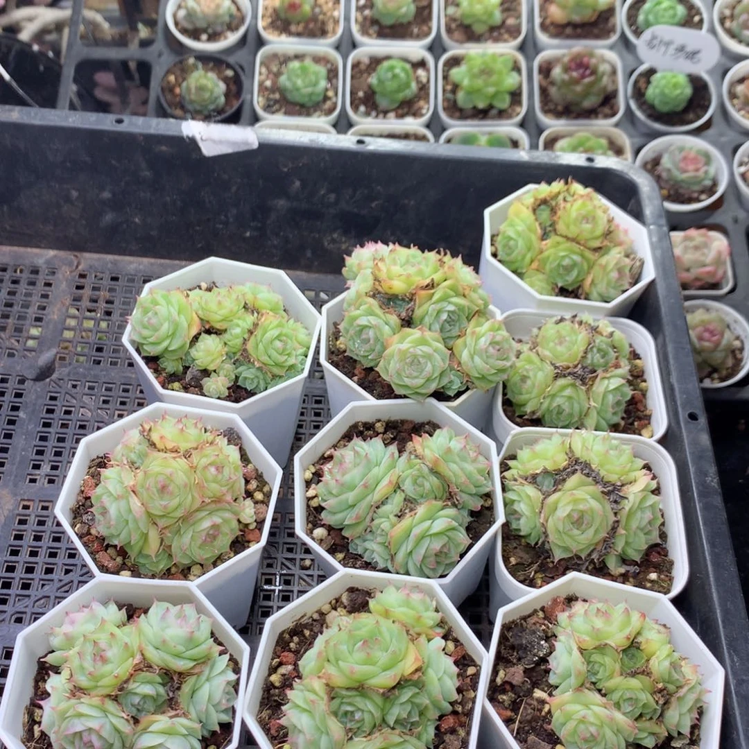 无花朵P82英语英语