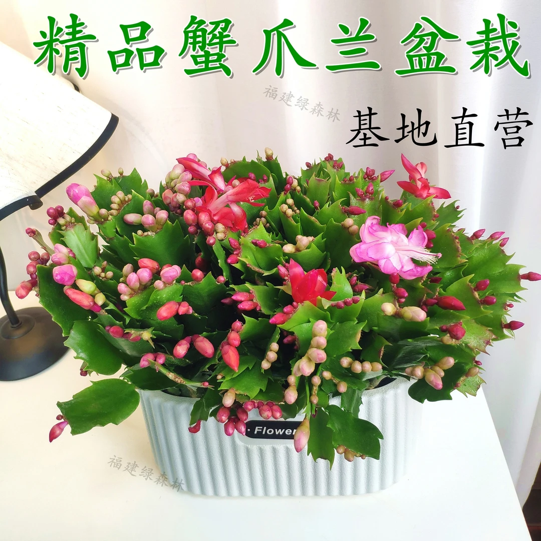 雅雯盆蟹爪兰单色花苗盆栽带花苞室内阳台四季开花阳台吸甲醛绿植