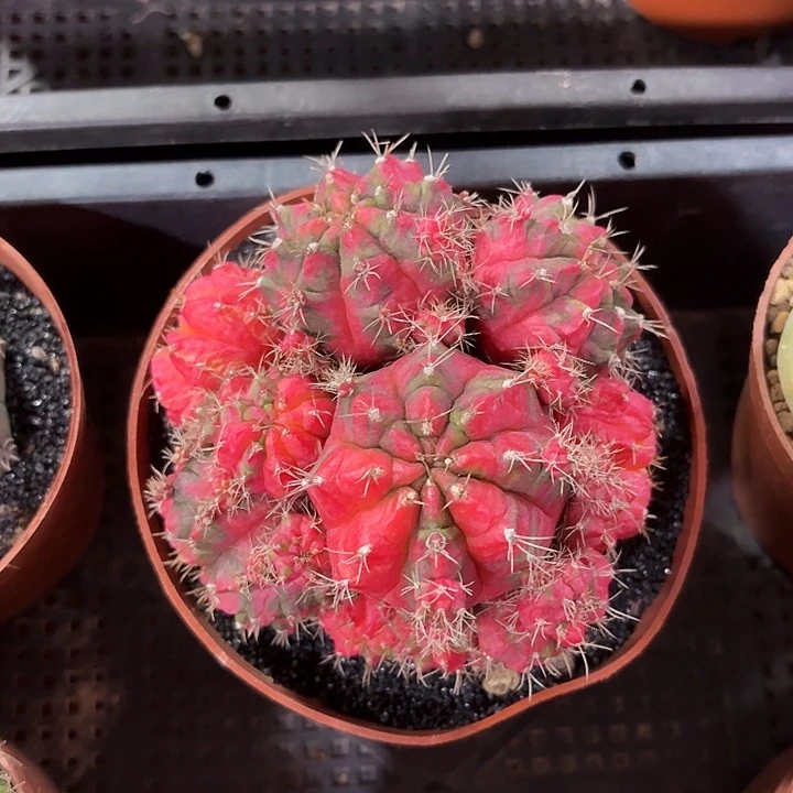 光辉牡丹锦仙人球123