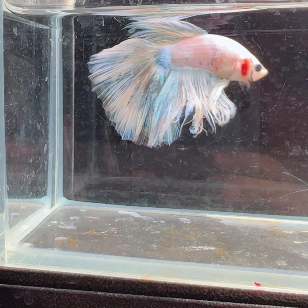 斗鱼浅色仙仙裙特殊尾