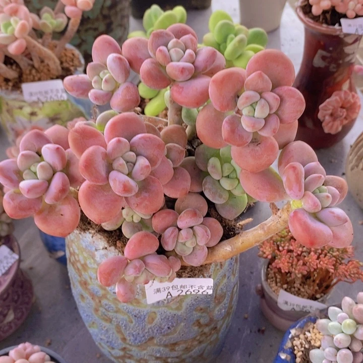 樱花洛神15cm2696多肉植物