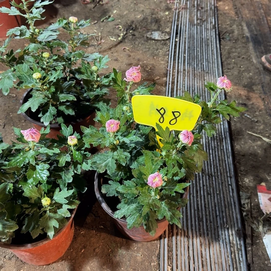 大部分花苞少量开放88