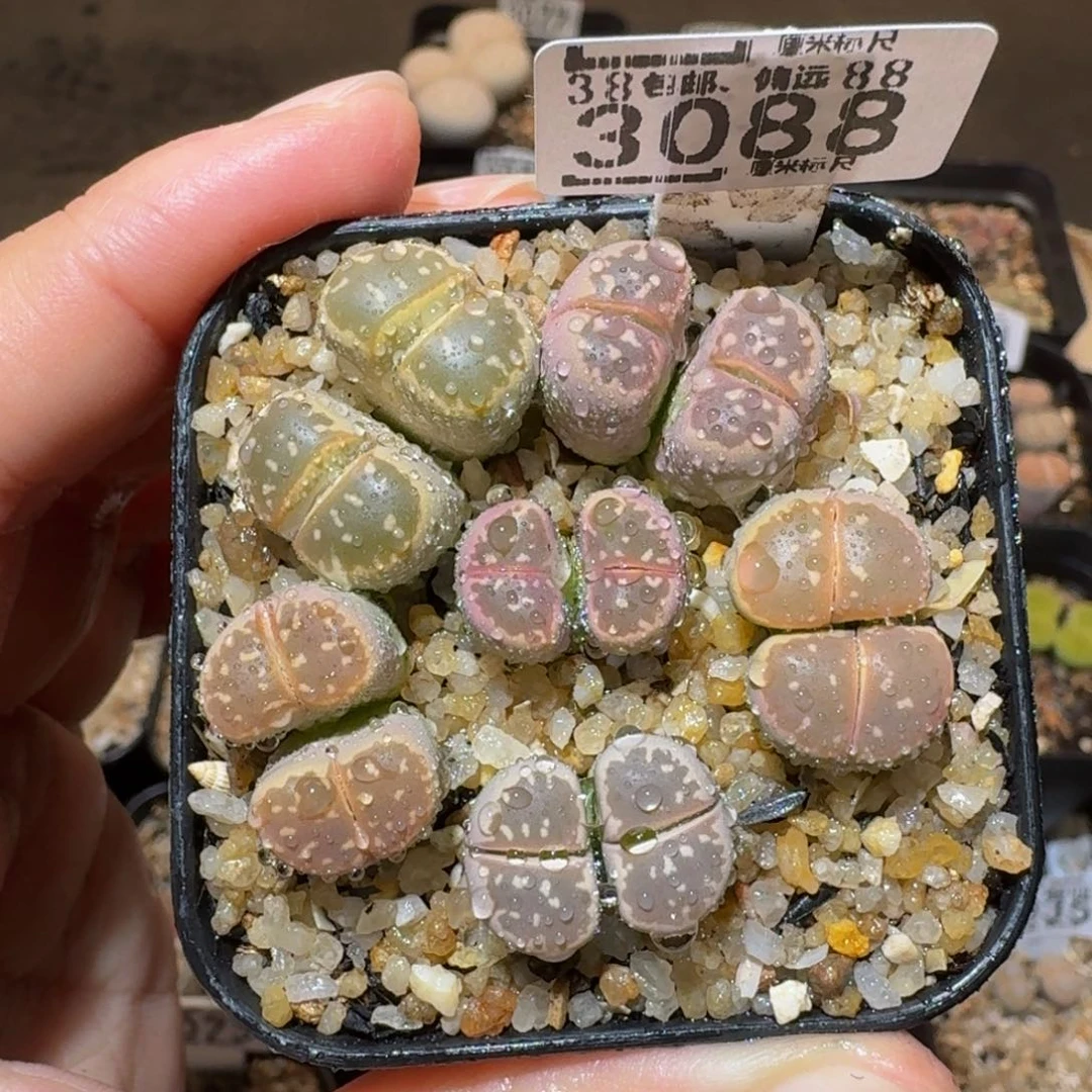 板娘发福利啦3088