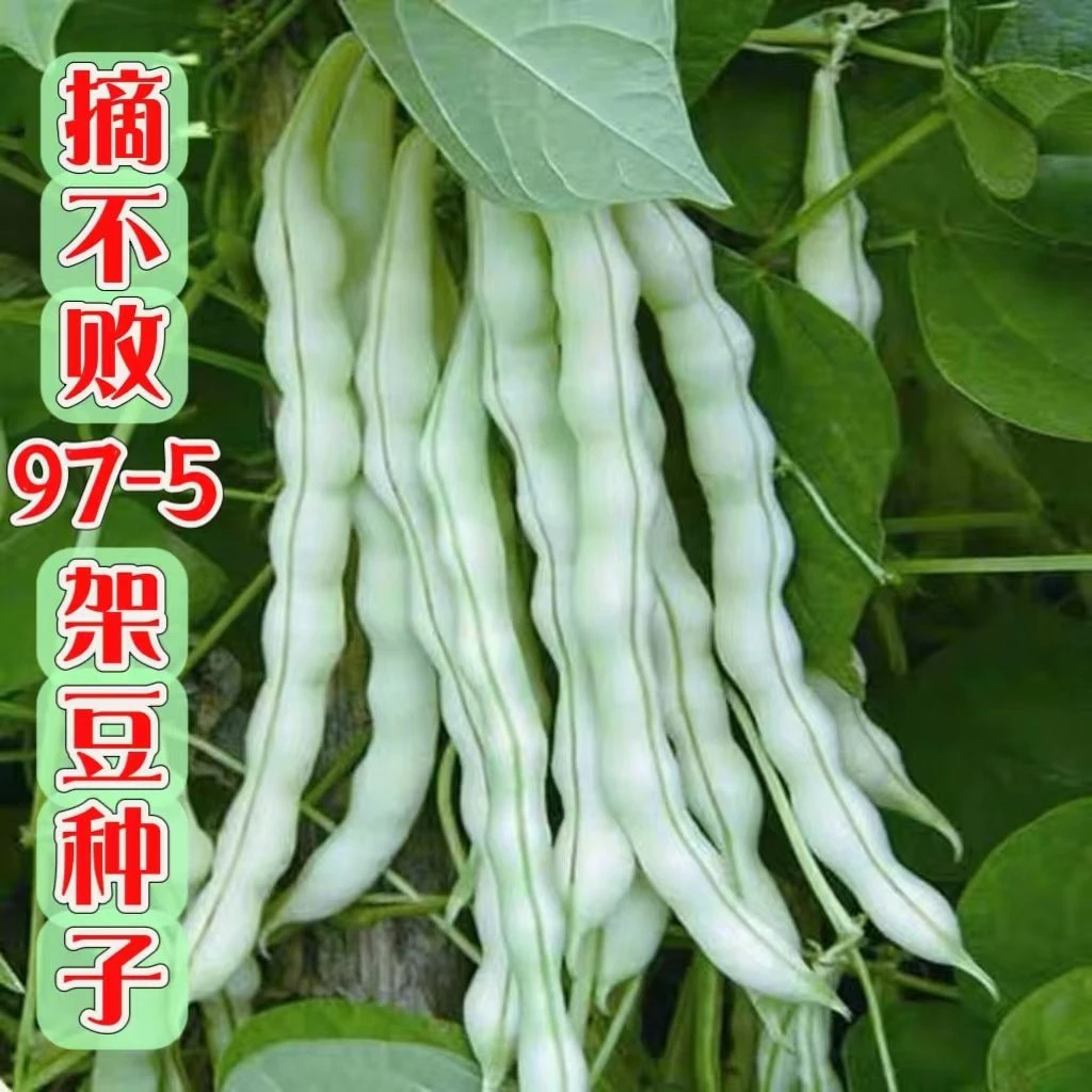 摘不败精品97-5架豆王种子高产早中熟四季豆角种子春秋播蔬菜种子