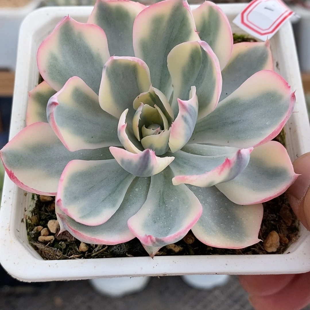 02131 阿美星覆轮锦