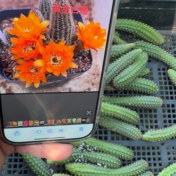 232白檀黄金无根侧牙小3个