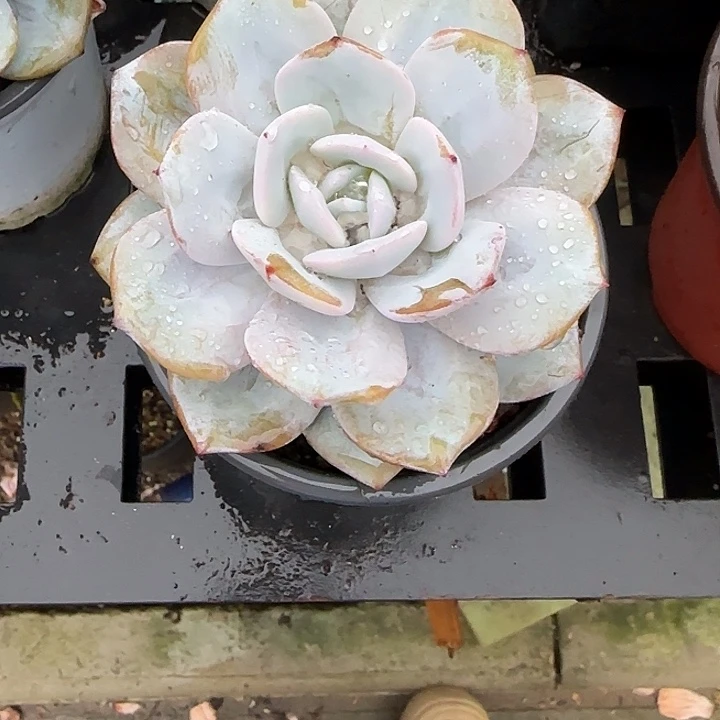 青蛙王子儿童牙膏111