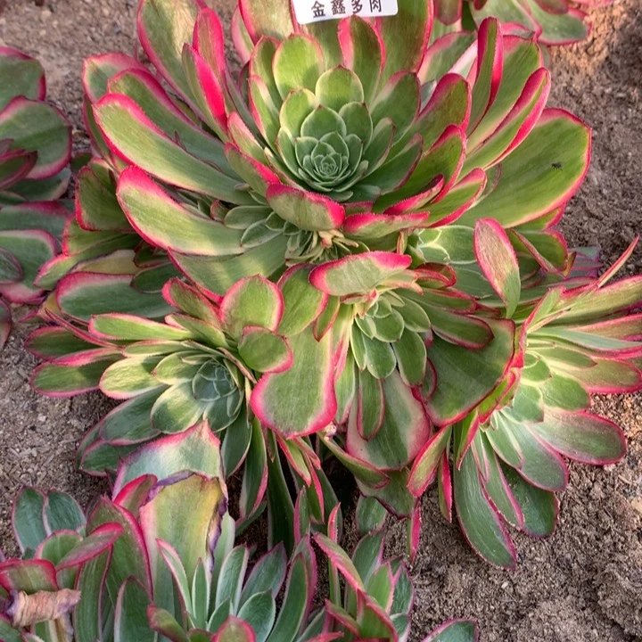 632多肉植物一物一拍