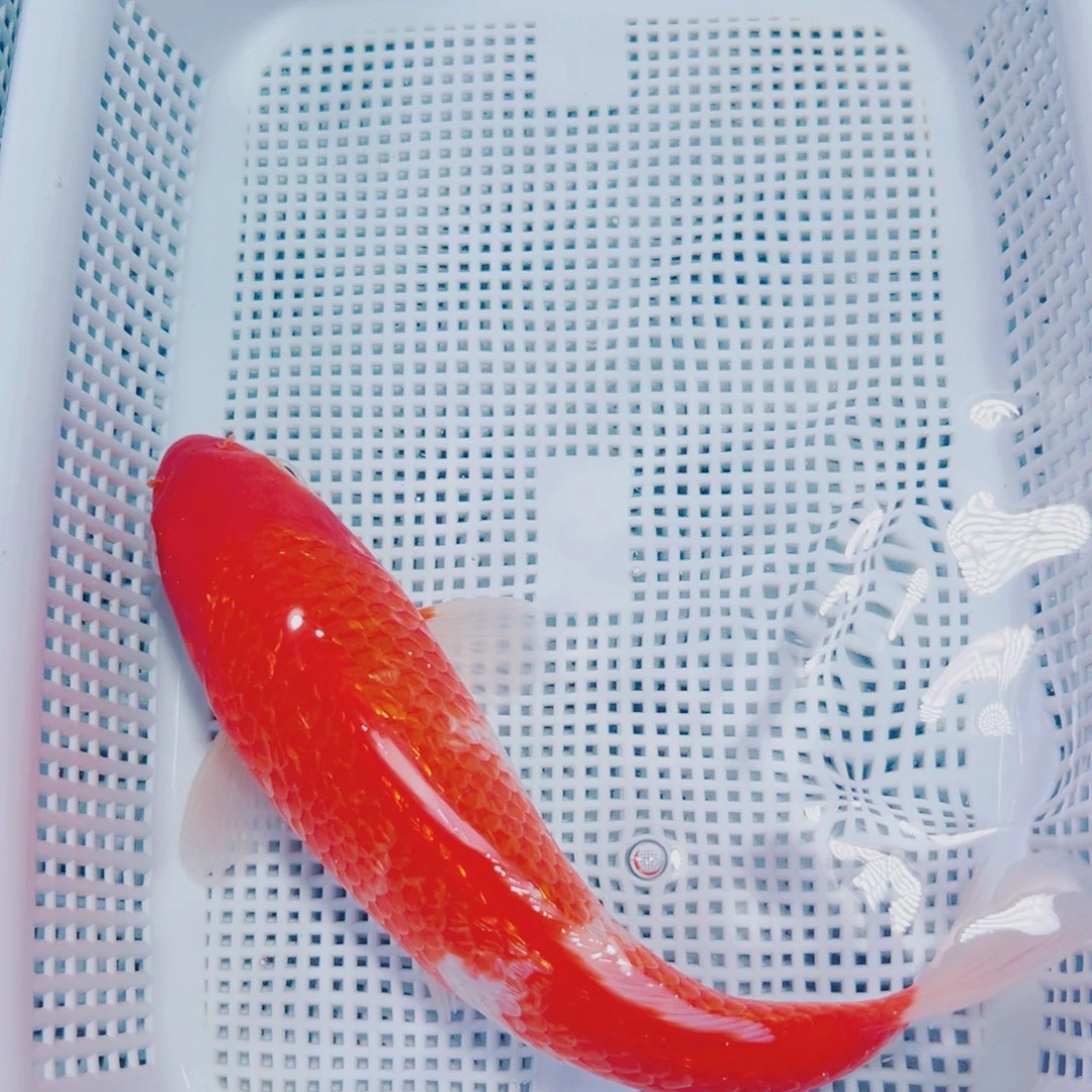 海水鱼锦鲤冷水140