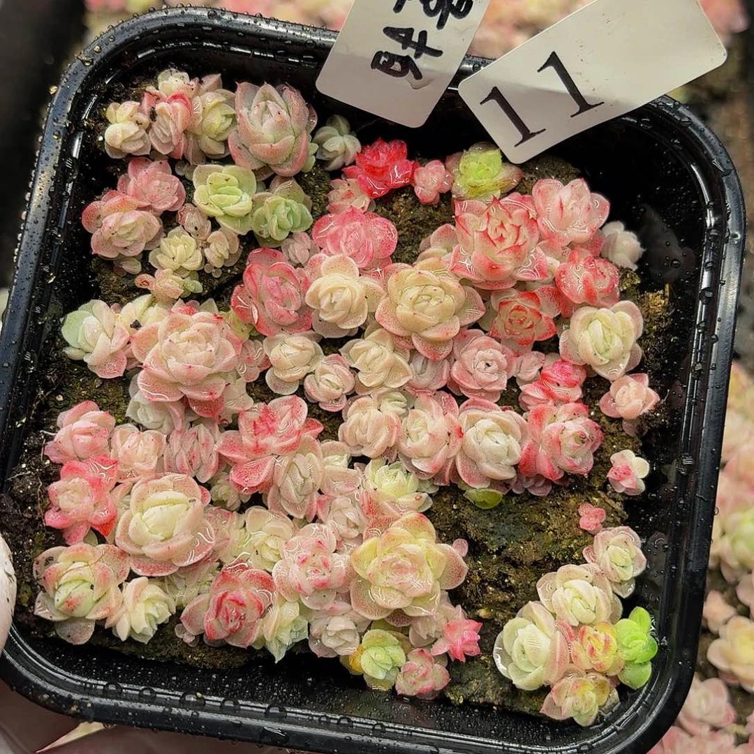 多肉植物多肉植物11量拍