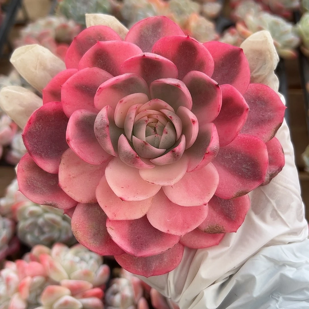 淘花姐姐专拍哈哈哈哈哈