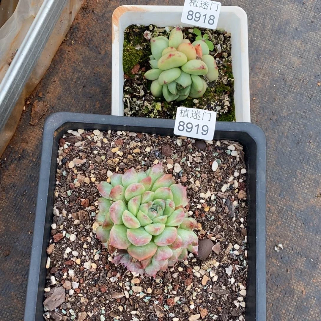 枫***谜杂交精品多肉8918~8919