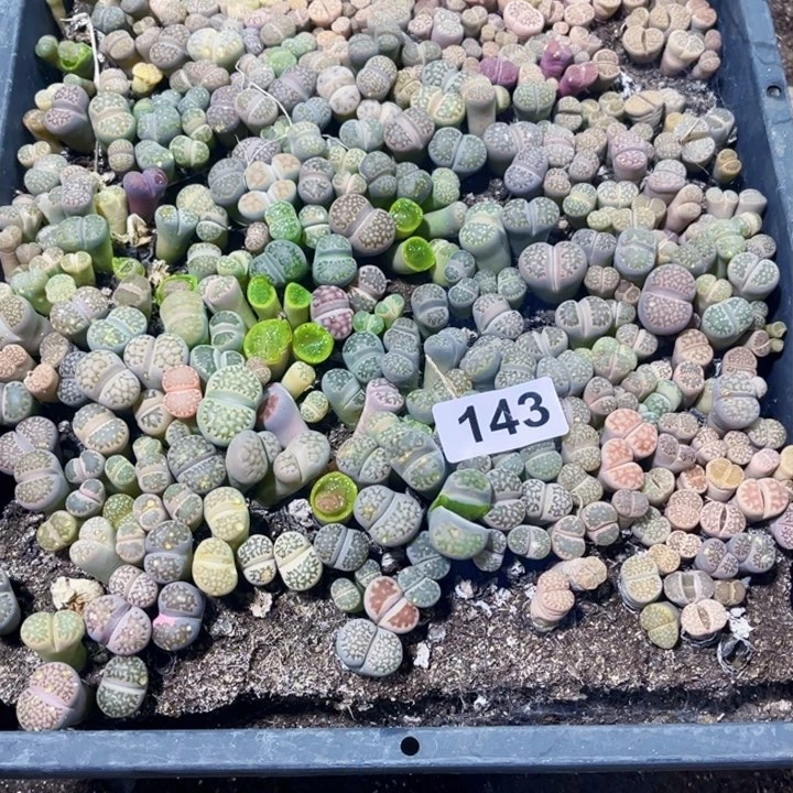 143凸凸不售后生石花花