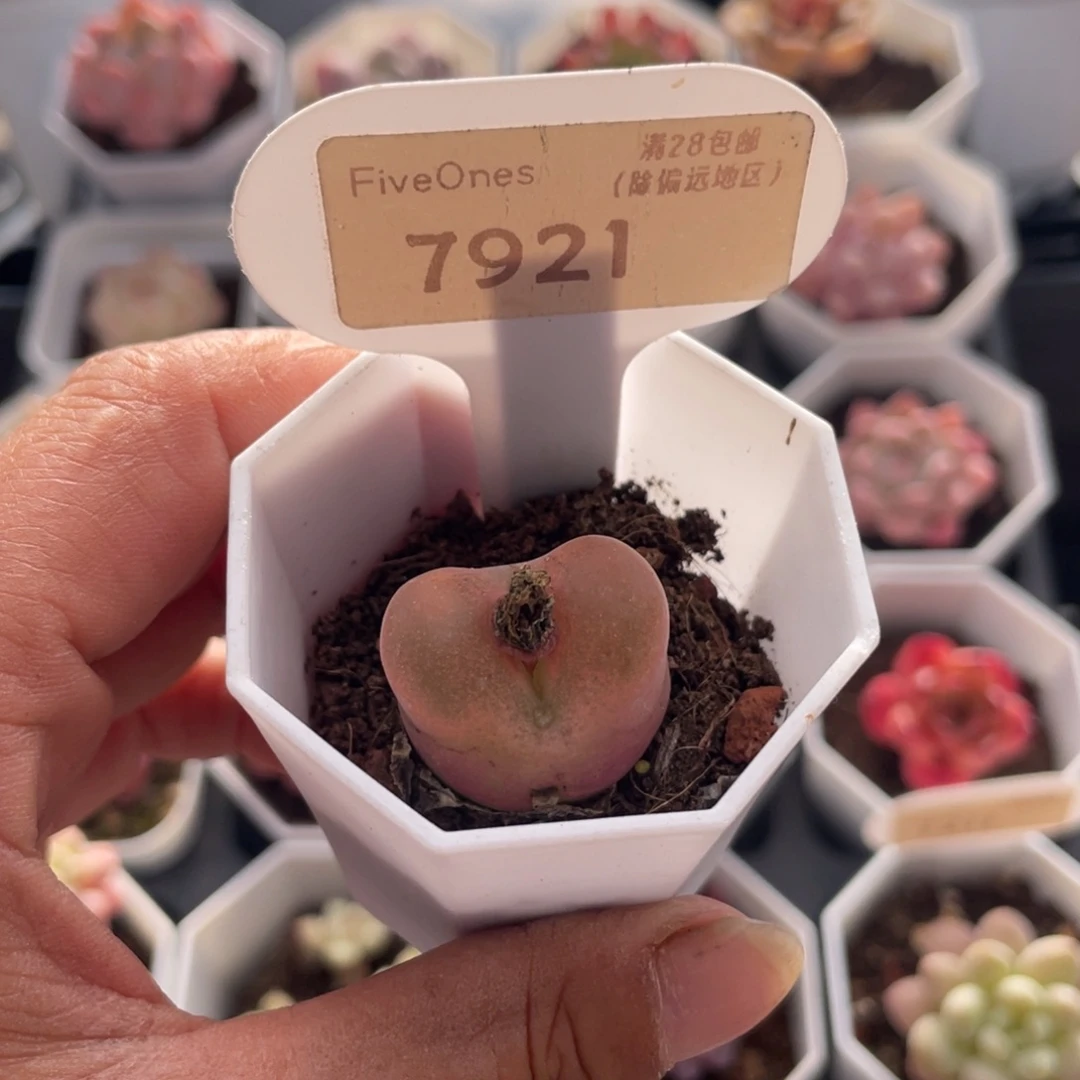毛汉尼7921-2.5厘米