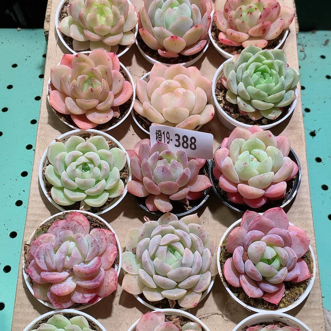 19-388一物一拍带盆18颗