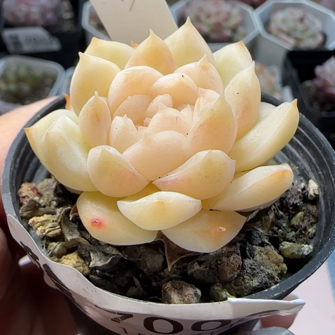 1。17。7008。明月心。 上播福利。