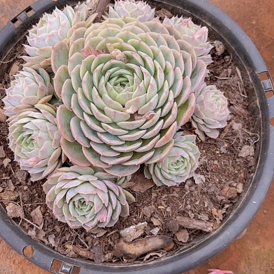 多肉植物？。。。。。。。。。。。。。。。