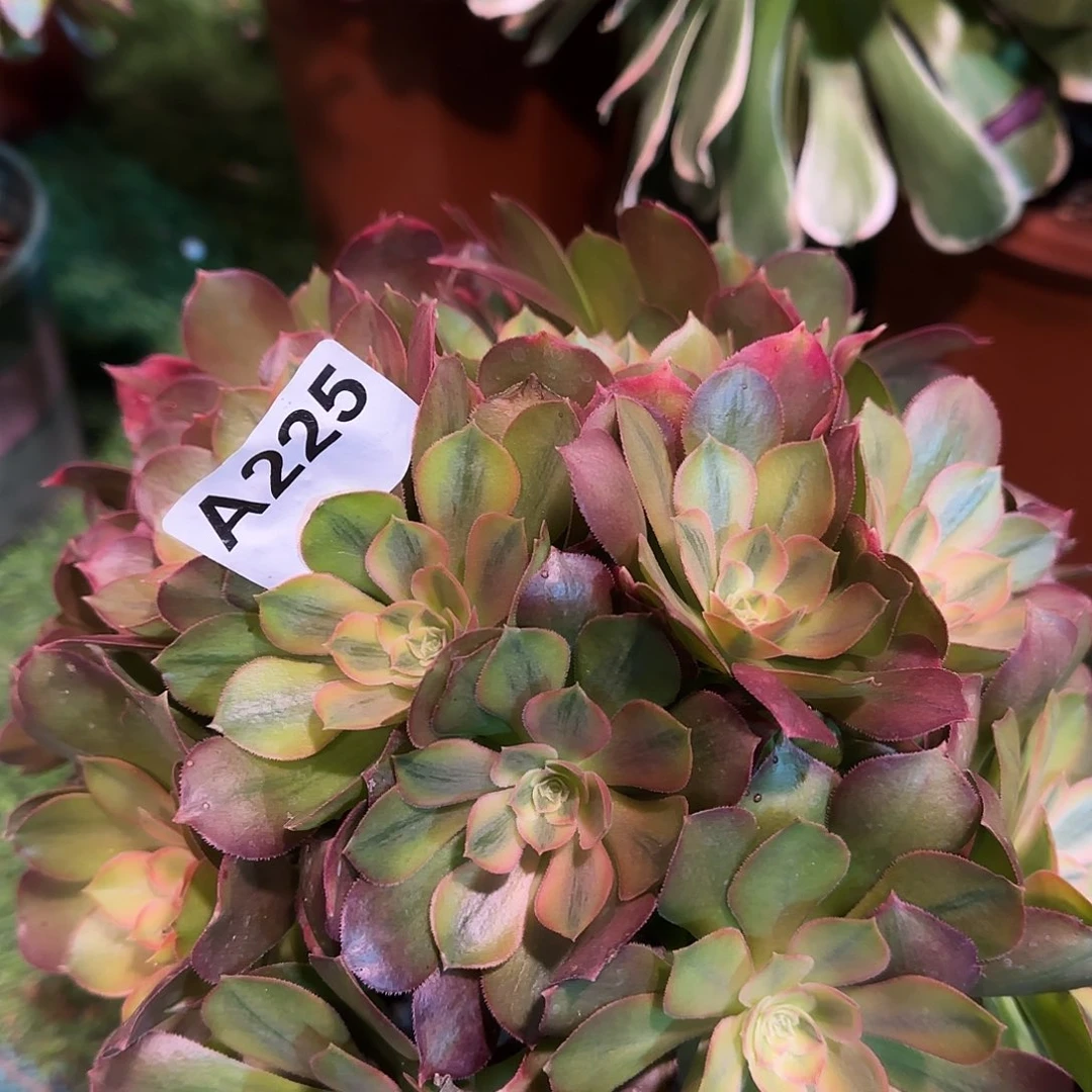 多肉植物菊花台225