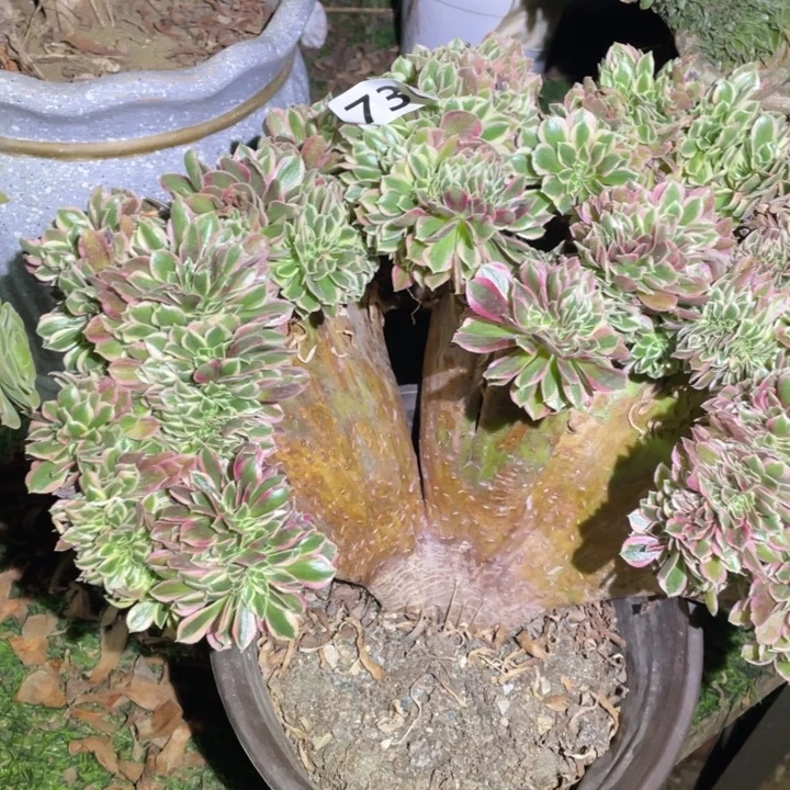 30厘米左右女巫拉丝缀730号