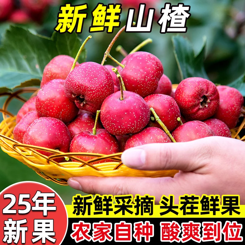 山东大金星山楂鲜果当季新鲜水果山楂果糖葫芦原料产地直发酸甜