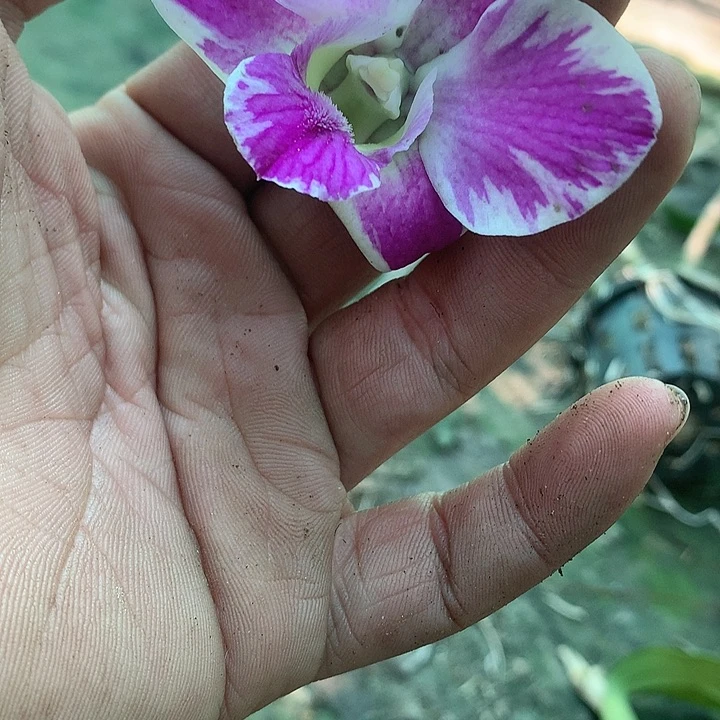 完全开放国王泼2个杆花叶不包损，裸根发