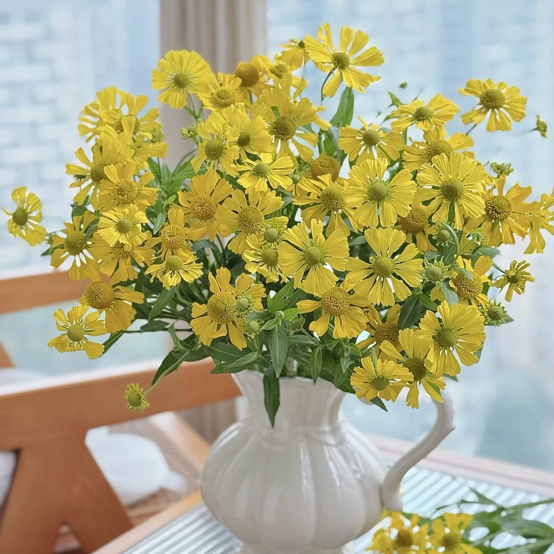 【黄色系】油画小菊新鲜鲜切花云南基地直发速递