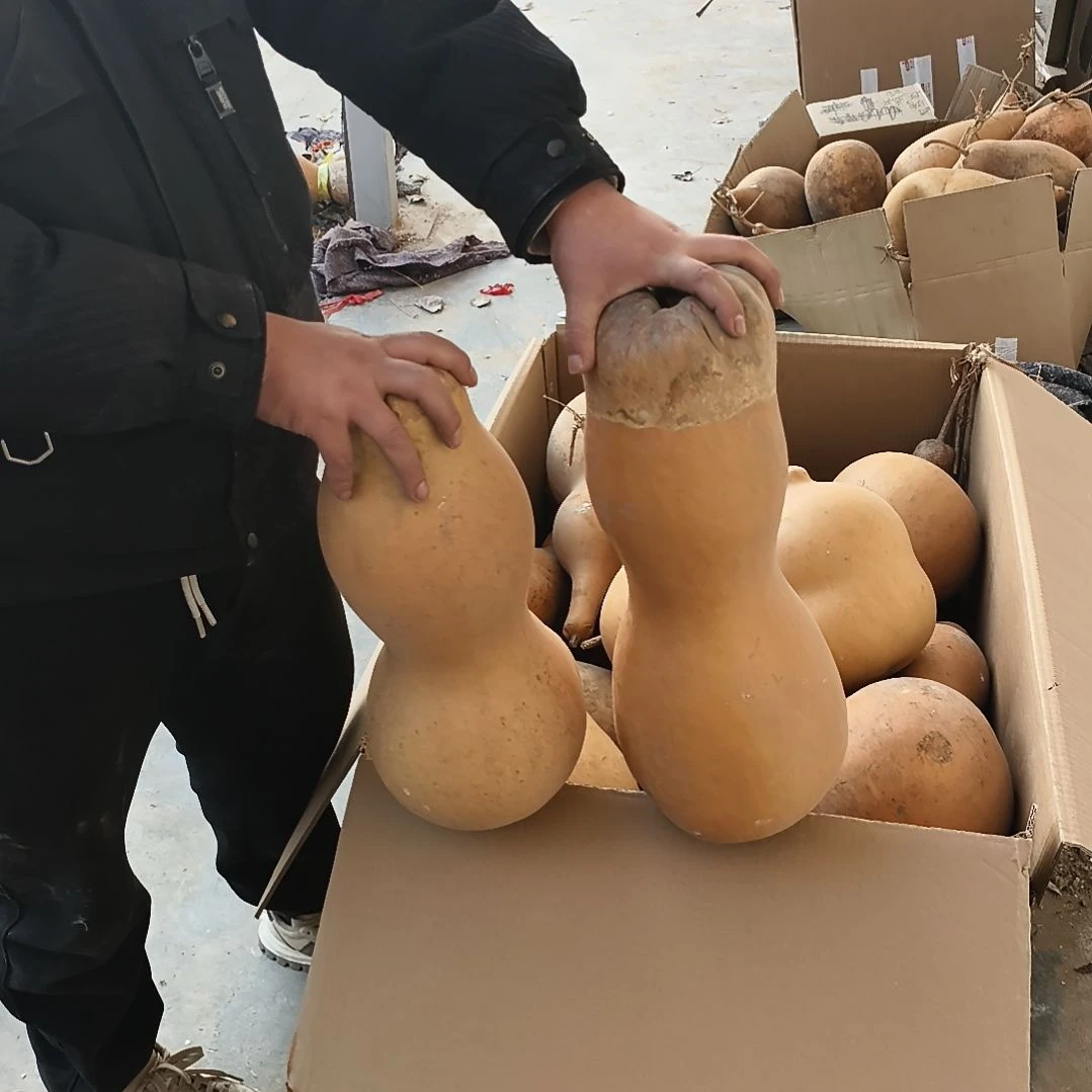 葫芦娃救爷爷一个一个的