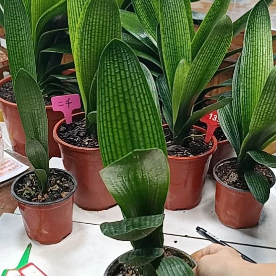 当前无花栽培后可以开花