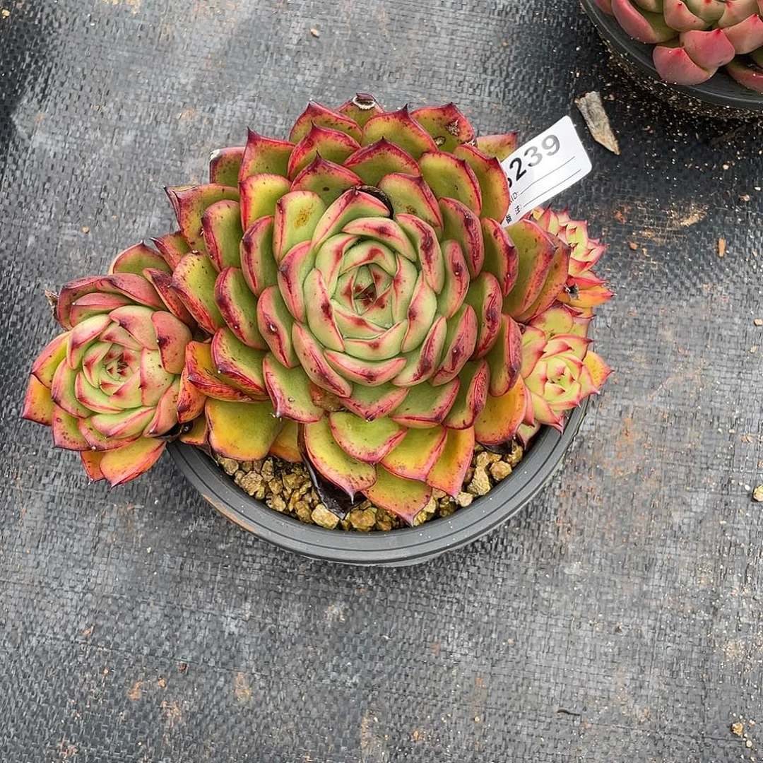 若如东云单拍B239