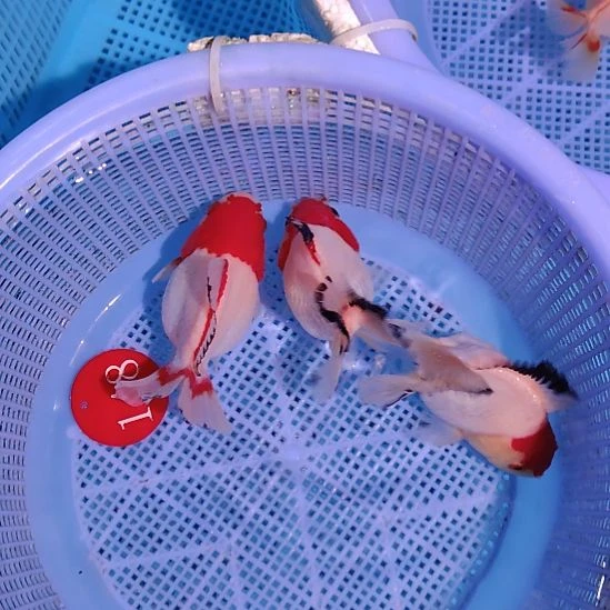 仲***金鱼148小泰狮三条特价顺丰包邮