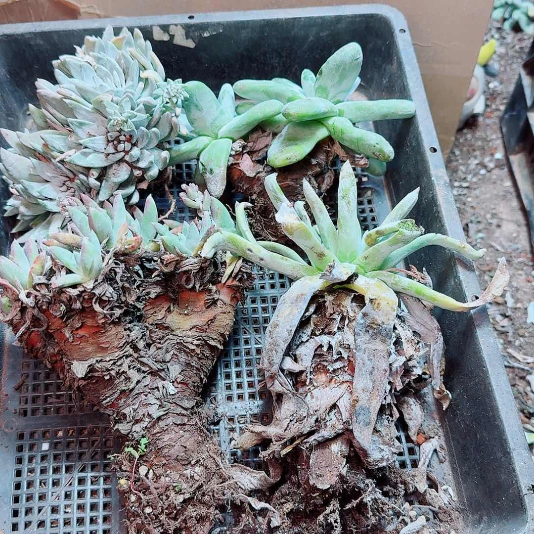 6341瑕疵框拍不售后