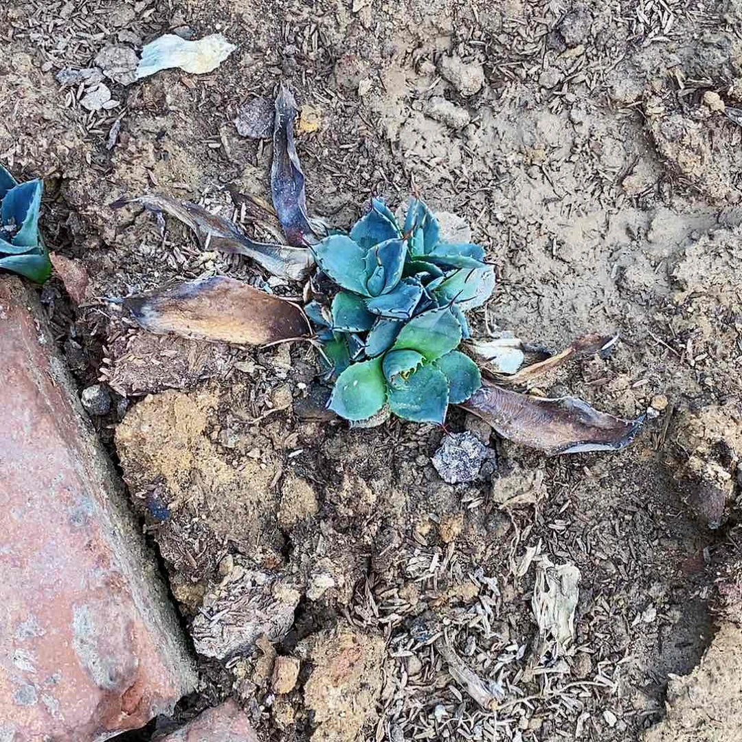 福克斯侧芽一颗1