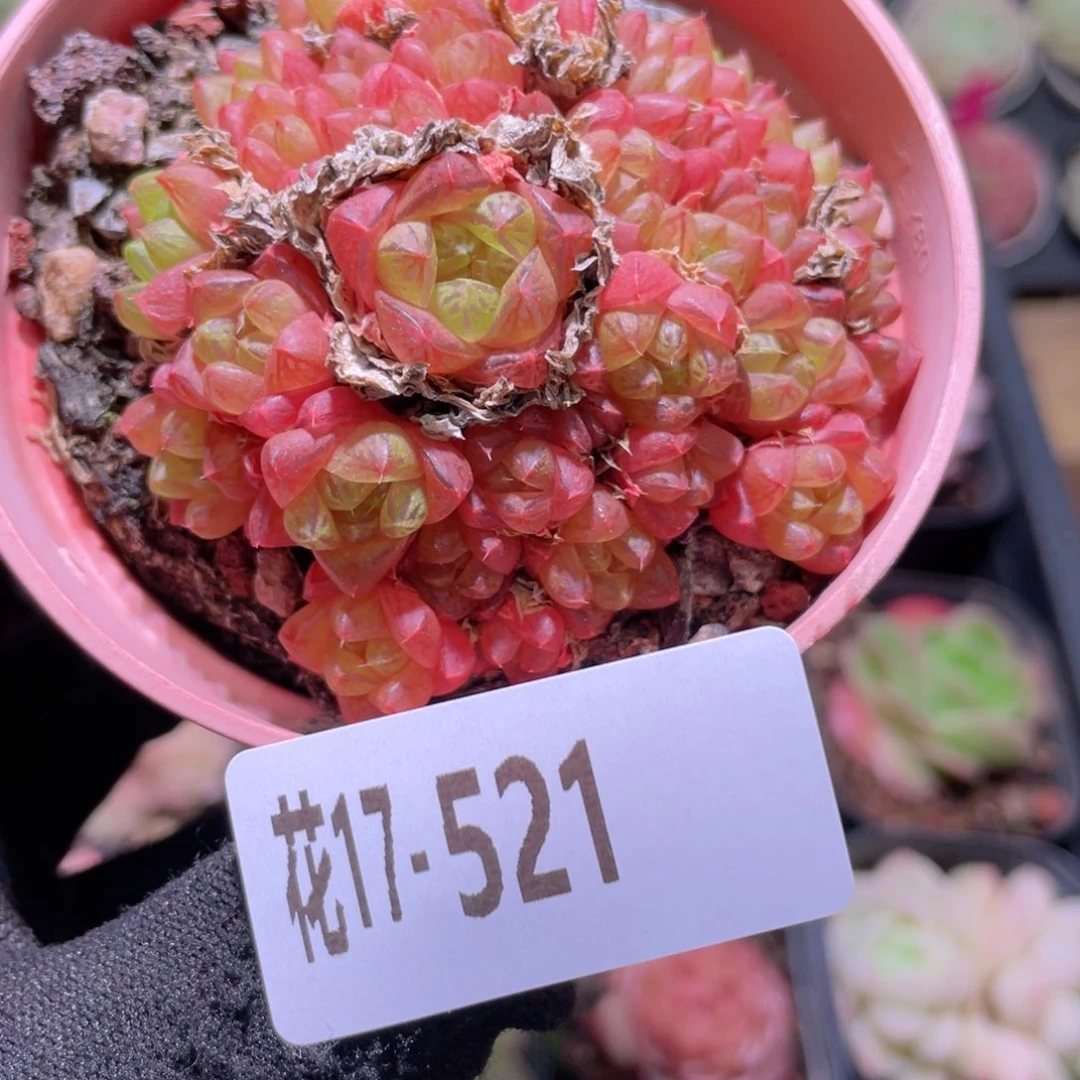 花利美17-521草玉露