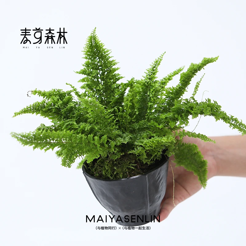 棉花糖蕾丝蕨室内耐阴水培绿植立体毛绒触感绿植蕨类高颜值刚好养