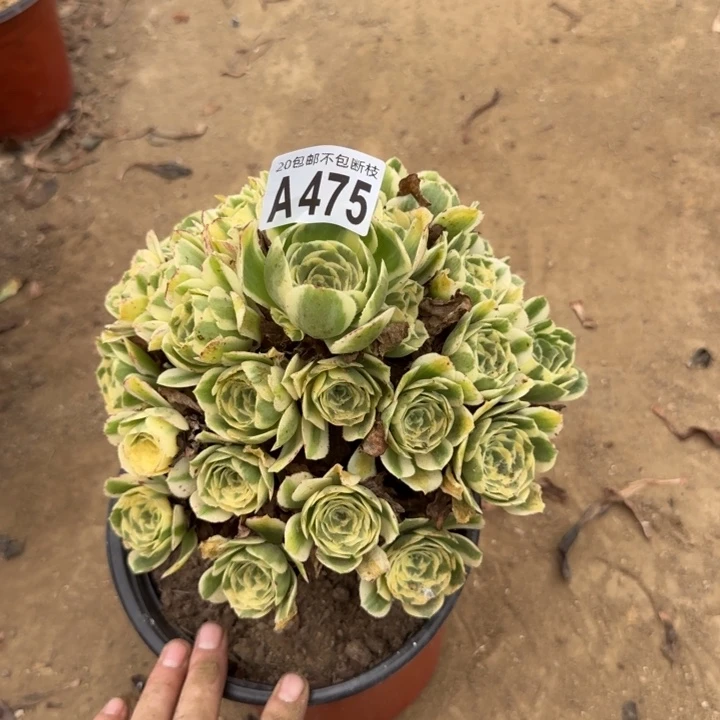 冷月……多肉植物……