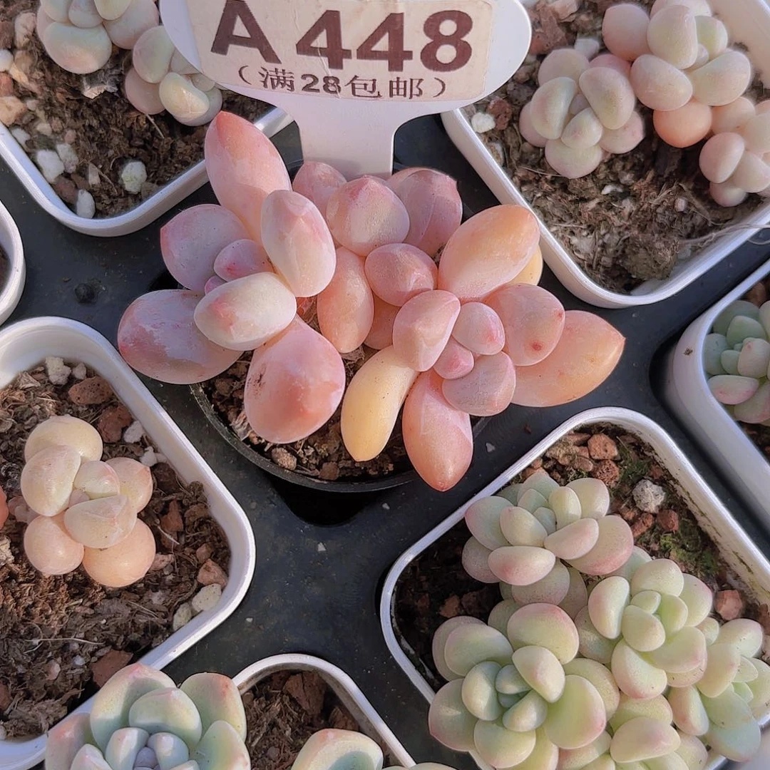 A448香水一物一拍