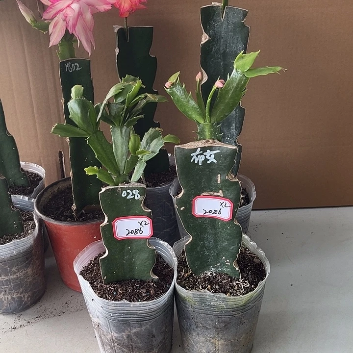 齐***圣当前无花栽培后可以开花布女王028